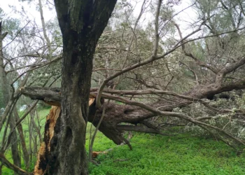 Ανεμοστρόβιλος «χτύπησε» τα μεσάνυχτα το Κεραμούτσι – Σήκωσε στέγες και ξερίζωσε δέντρα (Φώτο)